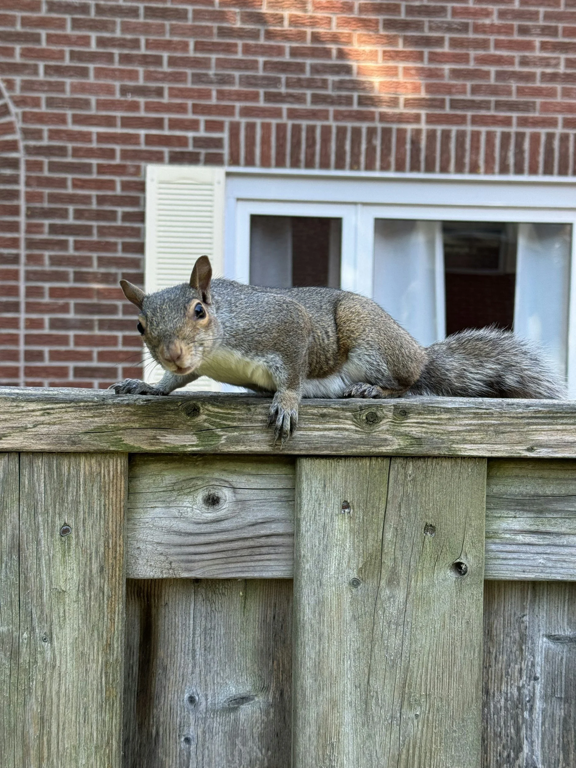 squirrel invading a home in hudson valley ny