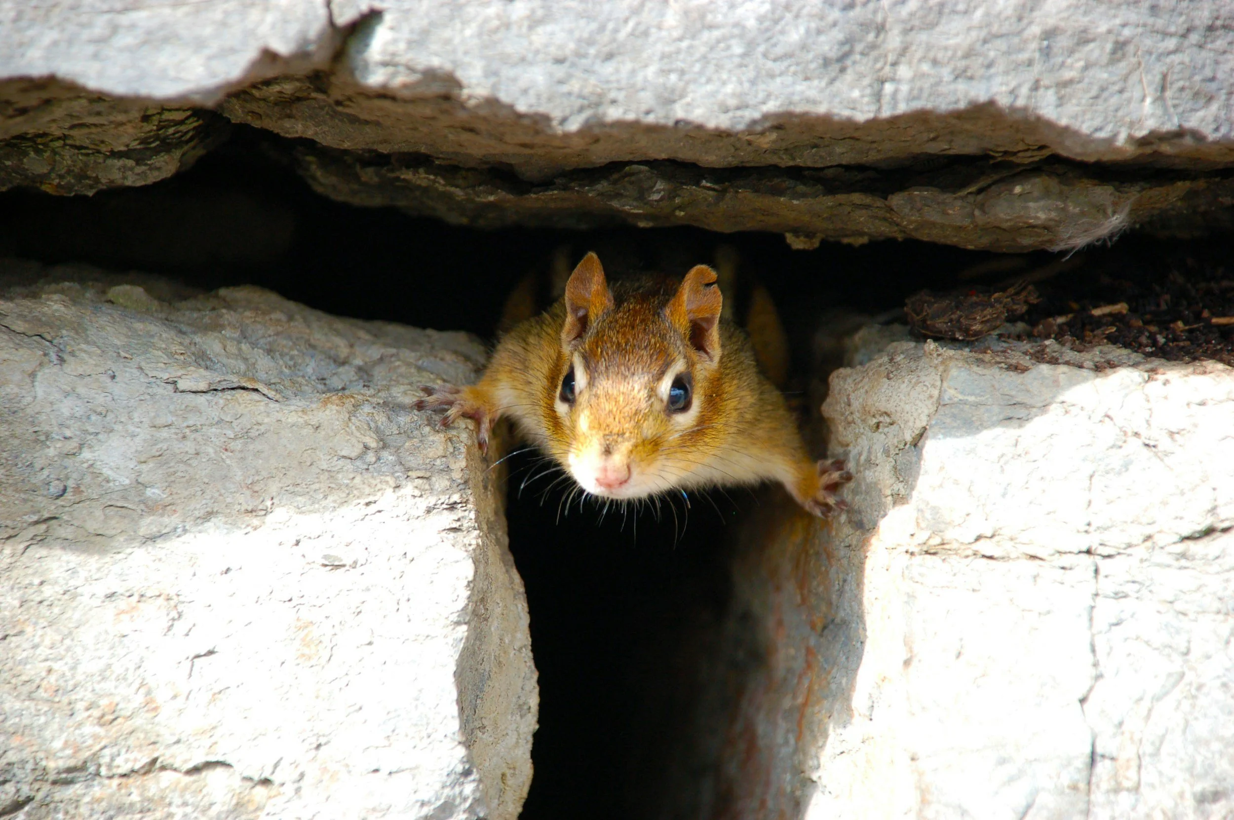 eastern chipmunk in hudson valley ny basement wall