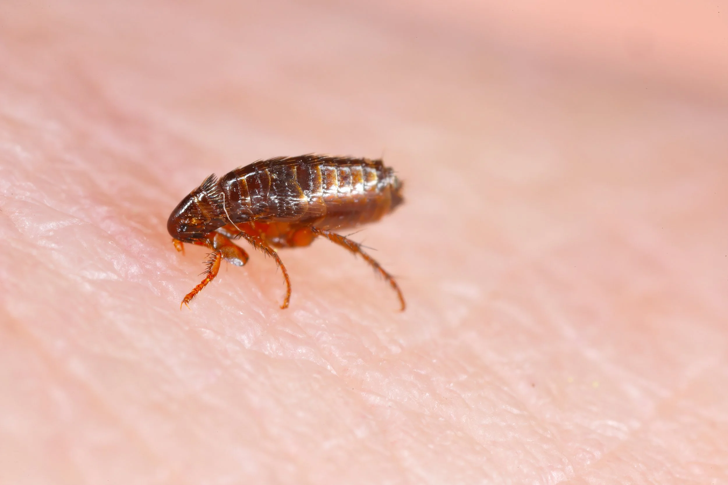 flea biting pet owner in hudson valley ny