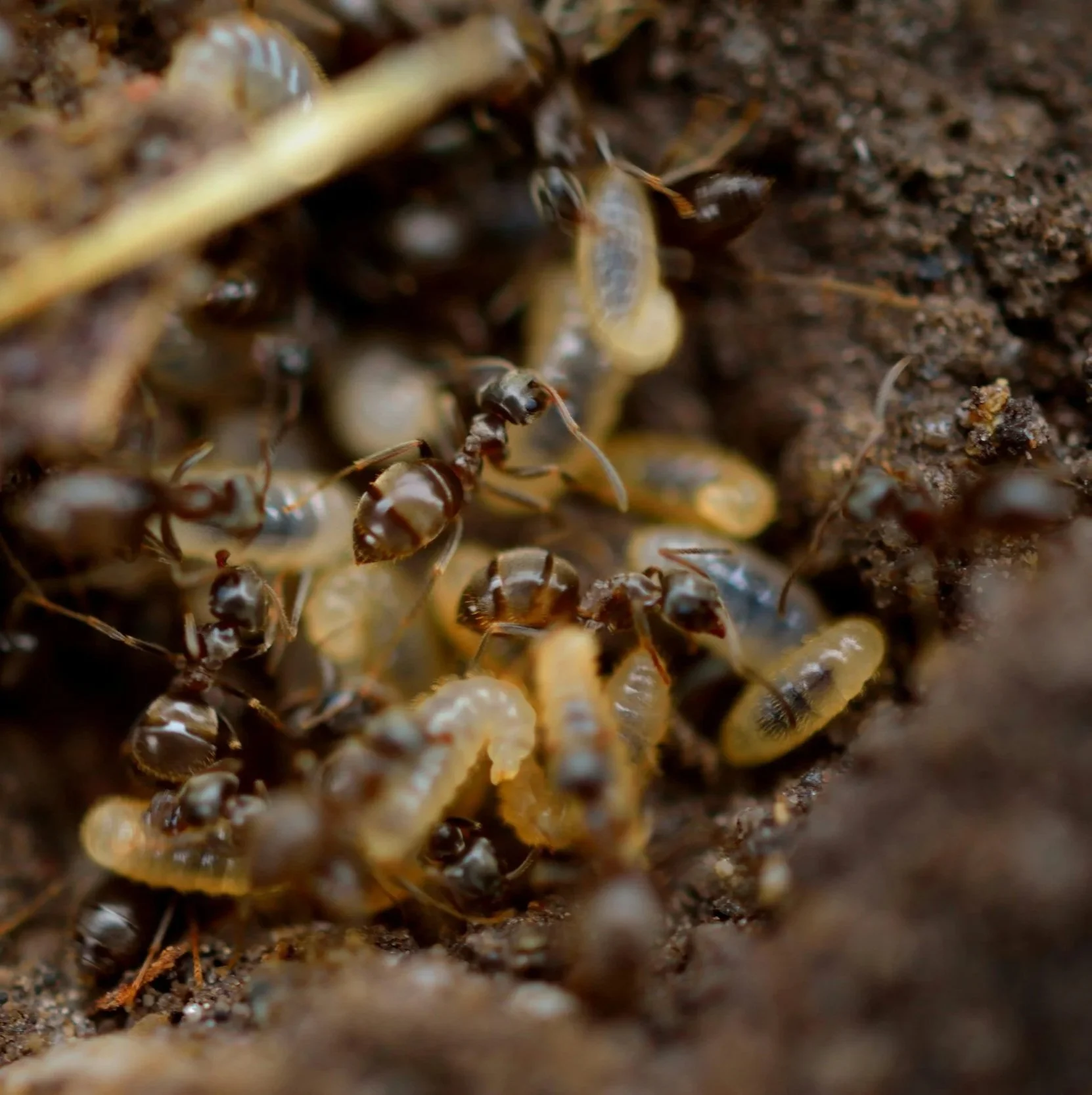 A single subterranean termite colony in the Hudson Valley can contain over 1,000,000 members
