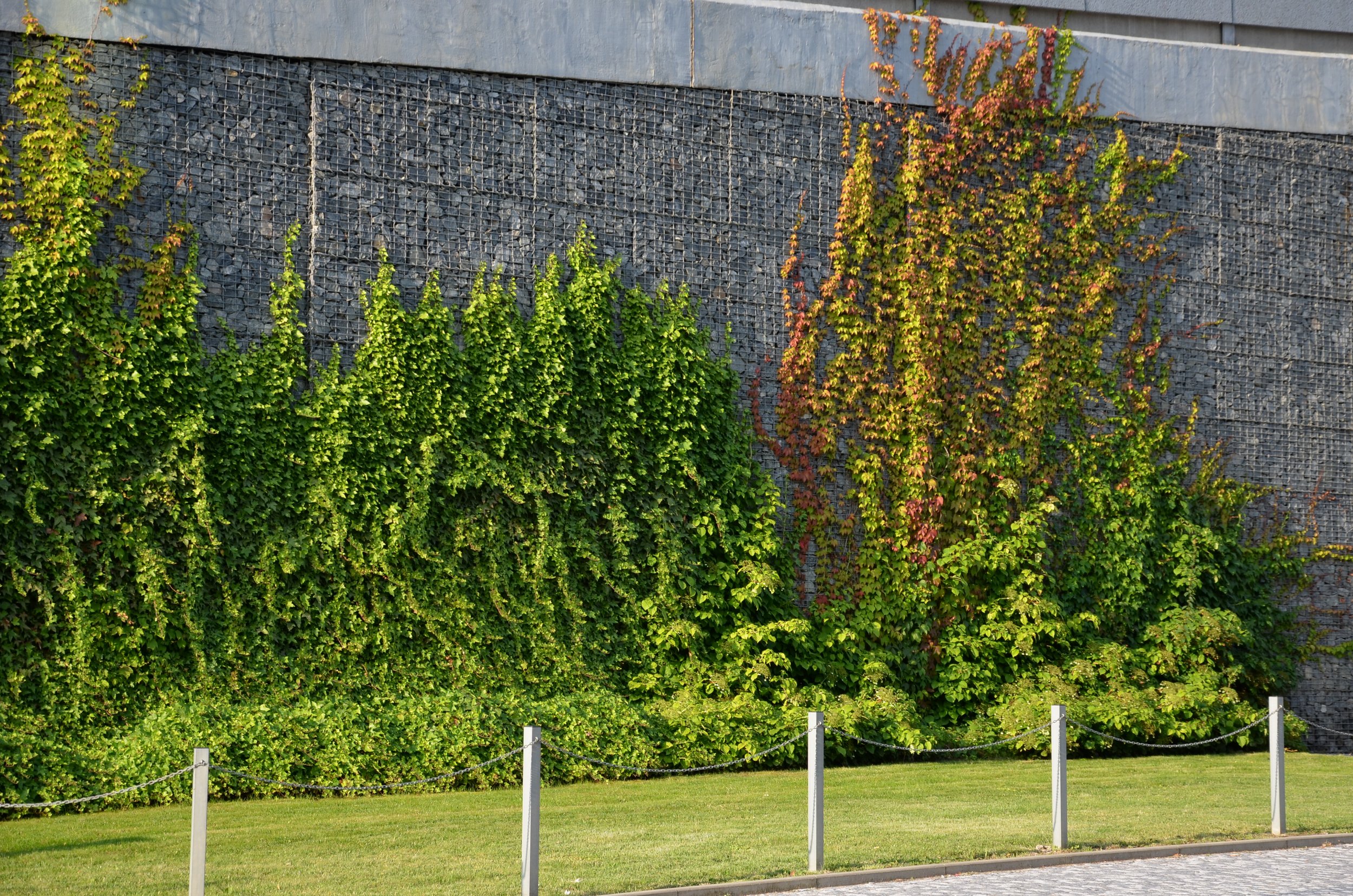 vegetation overgrowth turns into a pest highway for your business