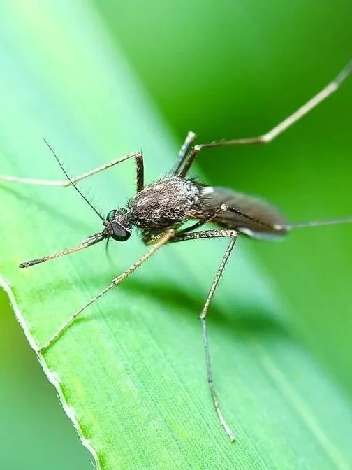 Close-up image of a mosquito's proboscis, illustrating its mouthparts used for biting in NY