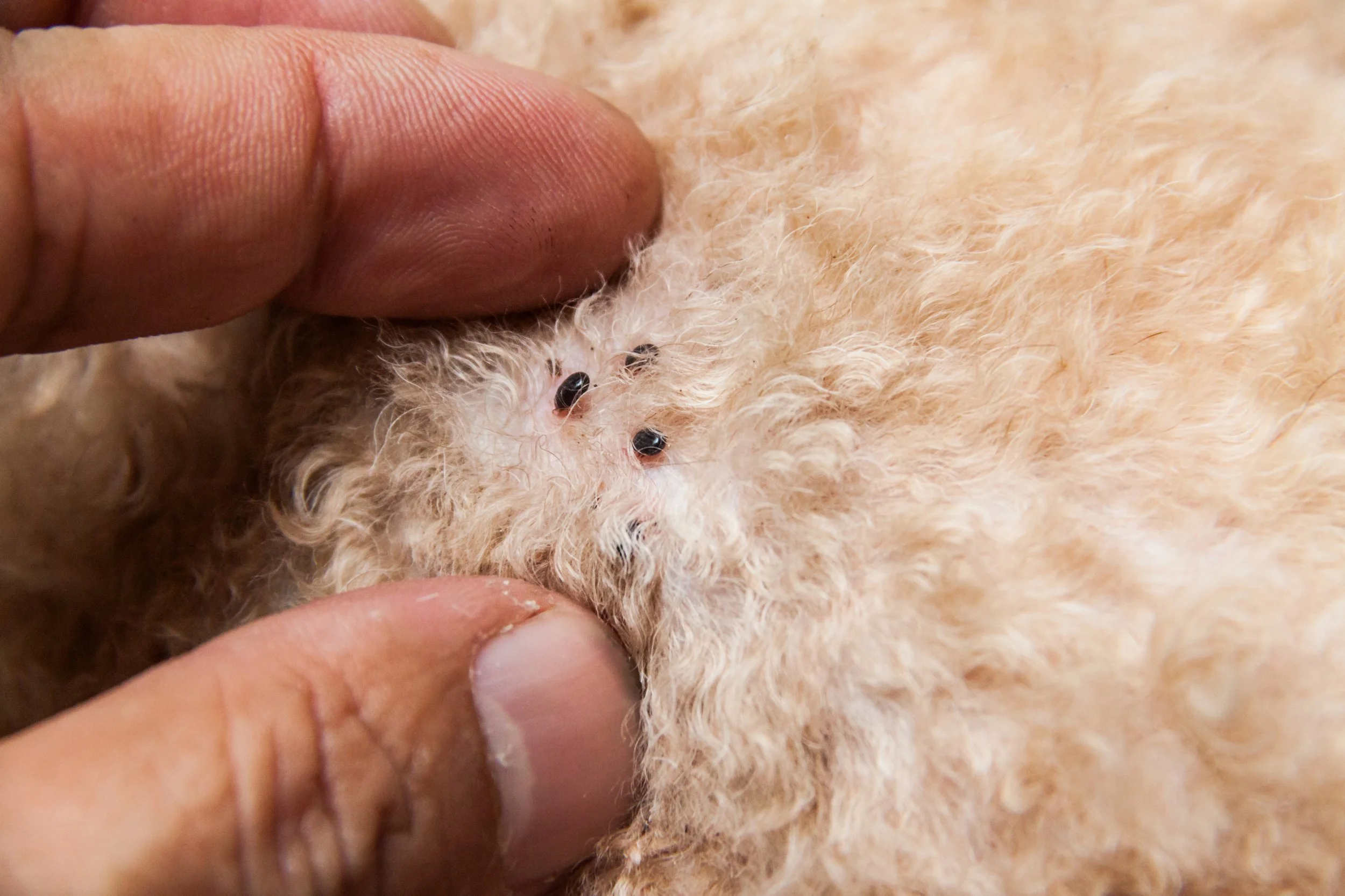 pet dog with fleas bringing into house needs pest control