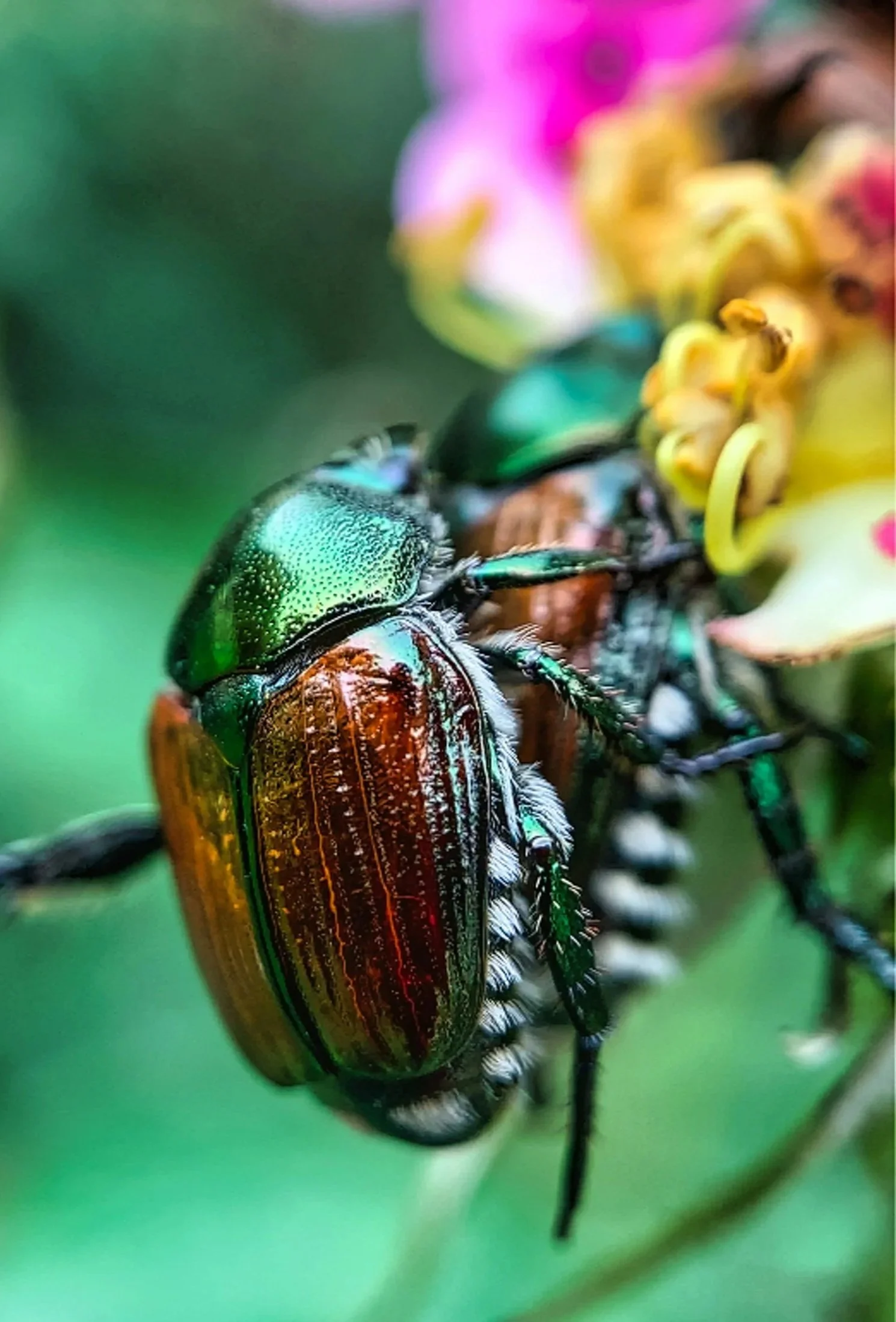 pest of the month: japanese beetles