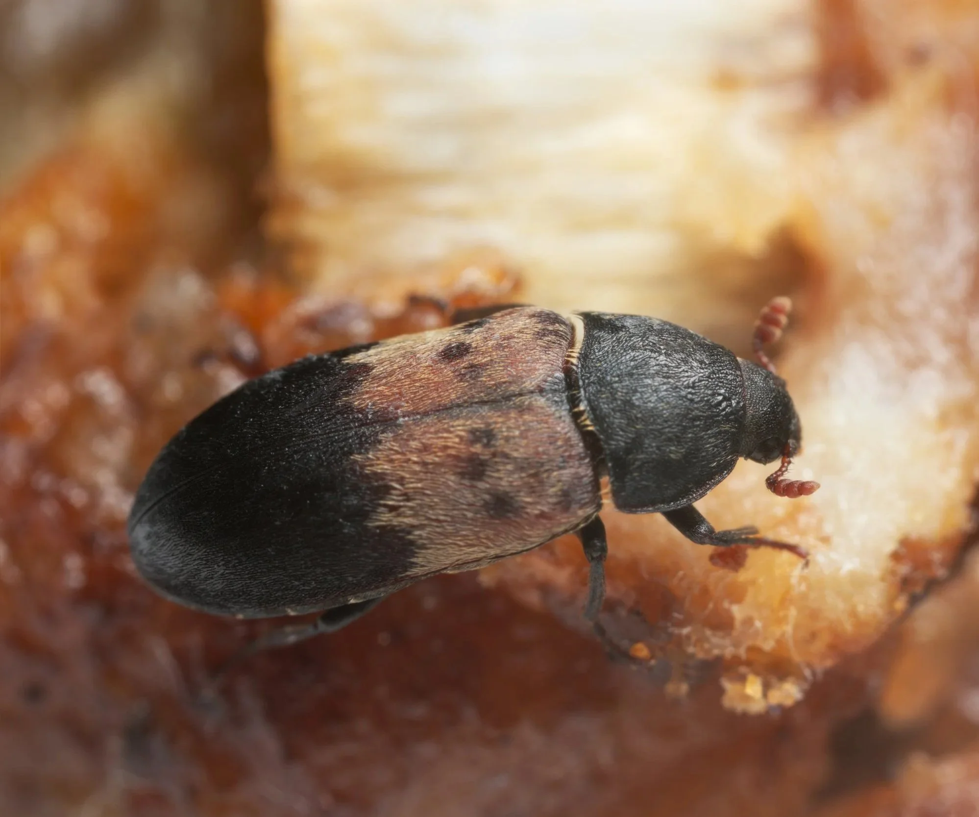 larder beetle invading a restaurant pest control NY
