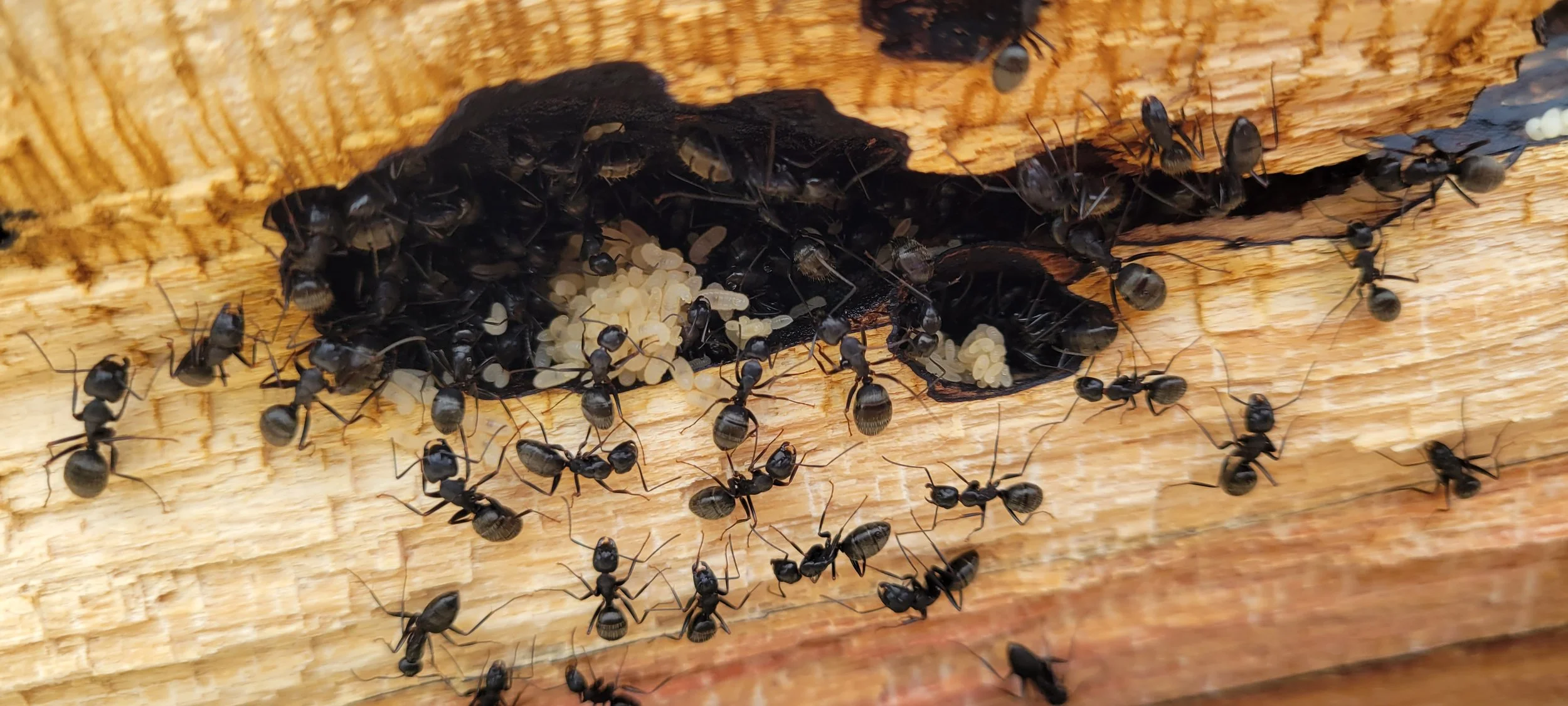 carpenter ant infestation in Dutchess County ny pest control