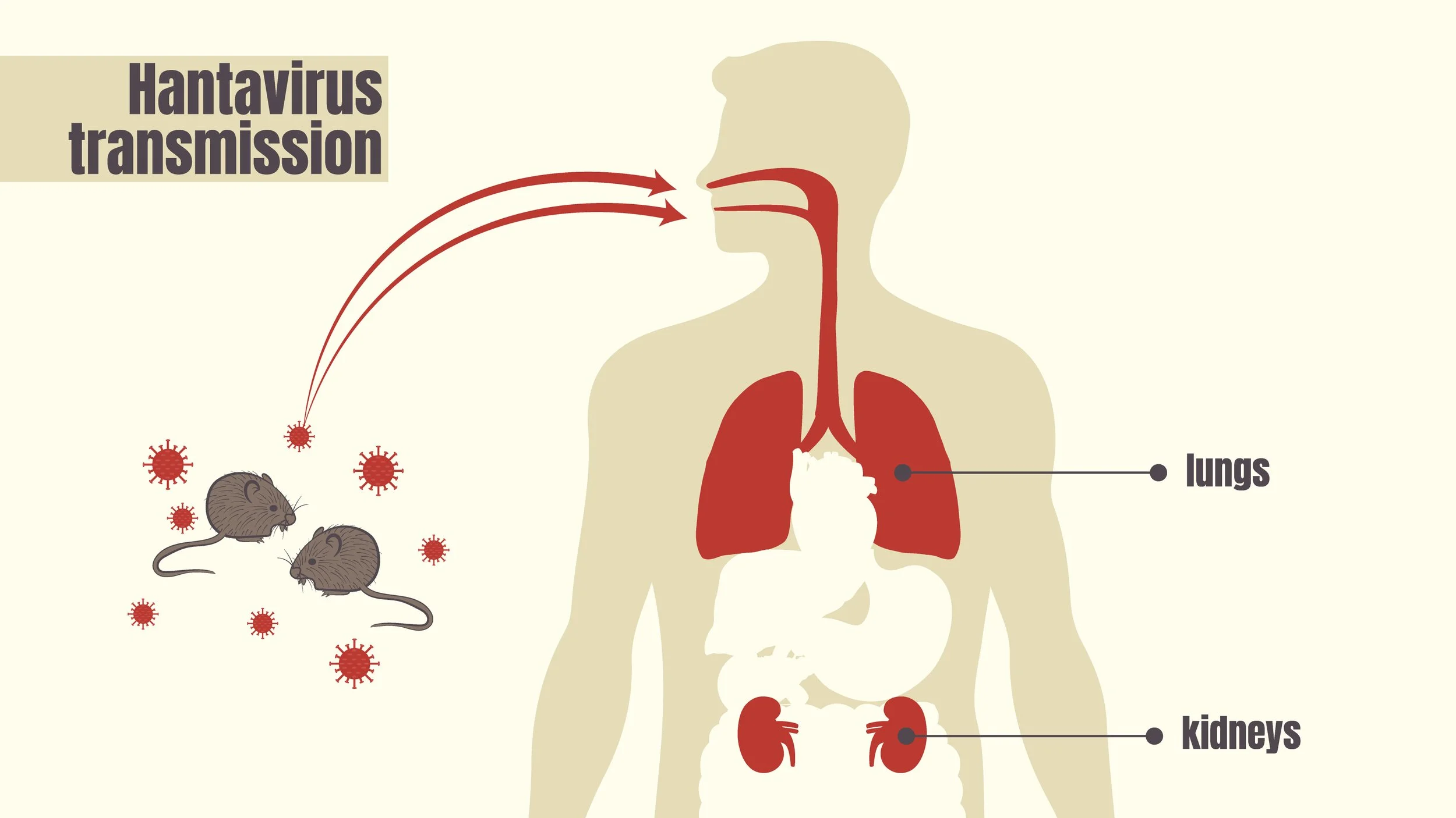 hantavirus is transmitted from rats and mice airborne to lungs and kidneys