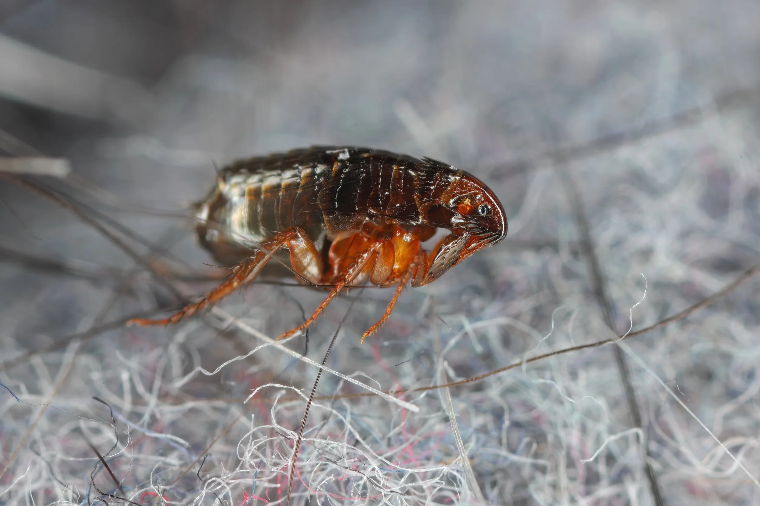 Flea and Mite Defense: Protecting Your Hudson Valley Home and Pets