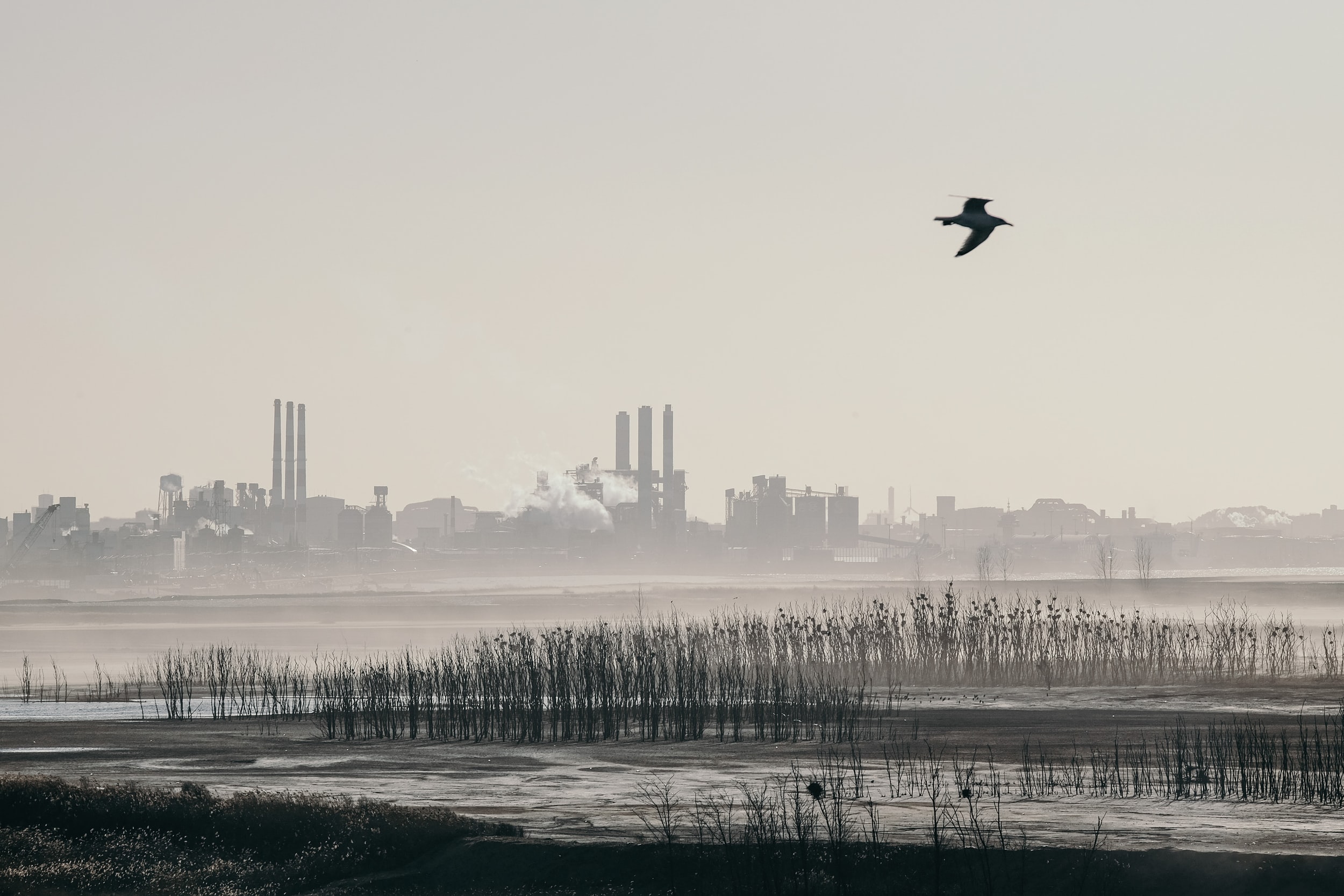 Air Quality Impacts on Birds