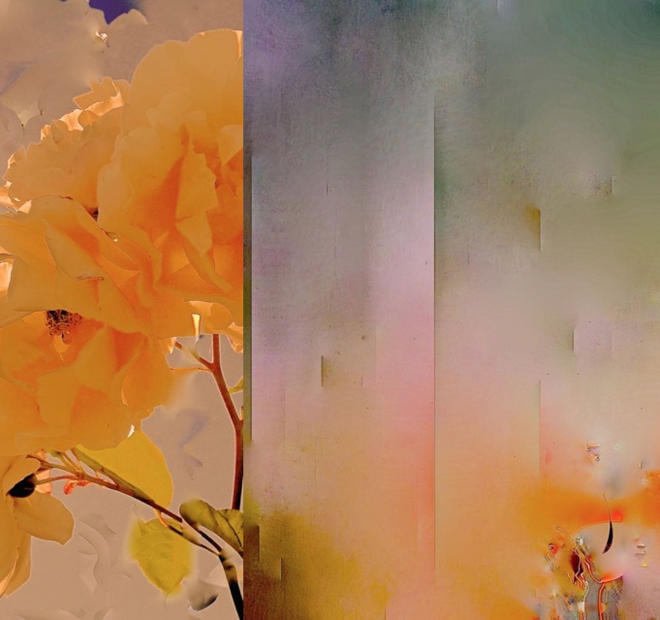 A Rose In Fall 9.3.19.jpg