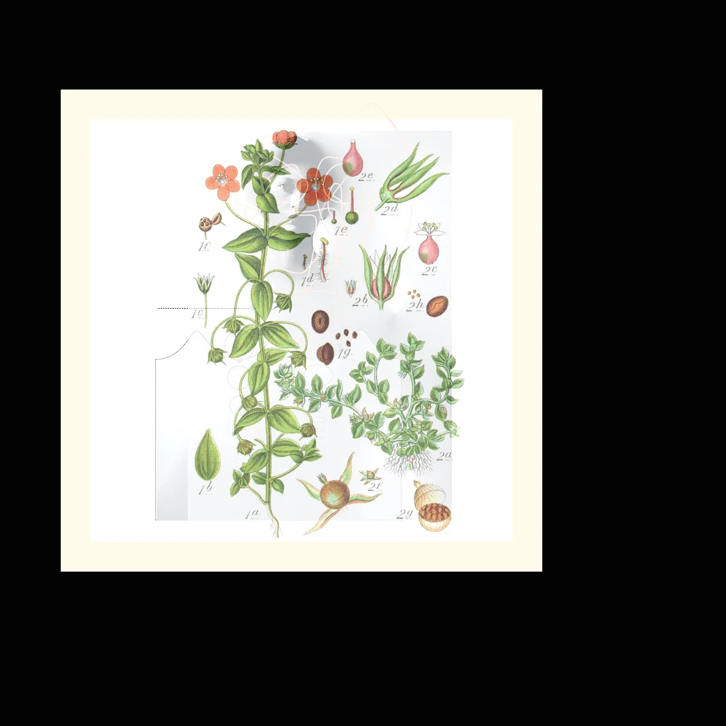 Pristine w:Pimpernel 2.1.20 jpg.jpg