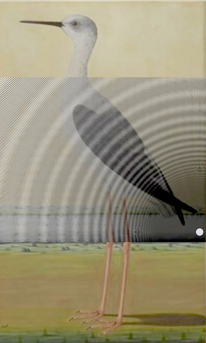 Indian Bird (In Tunnel) 12.jpg