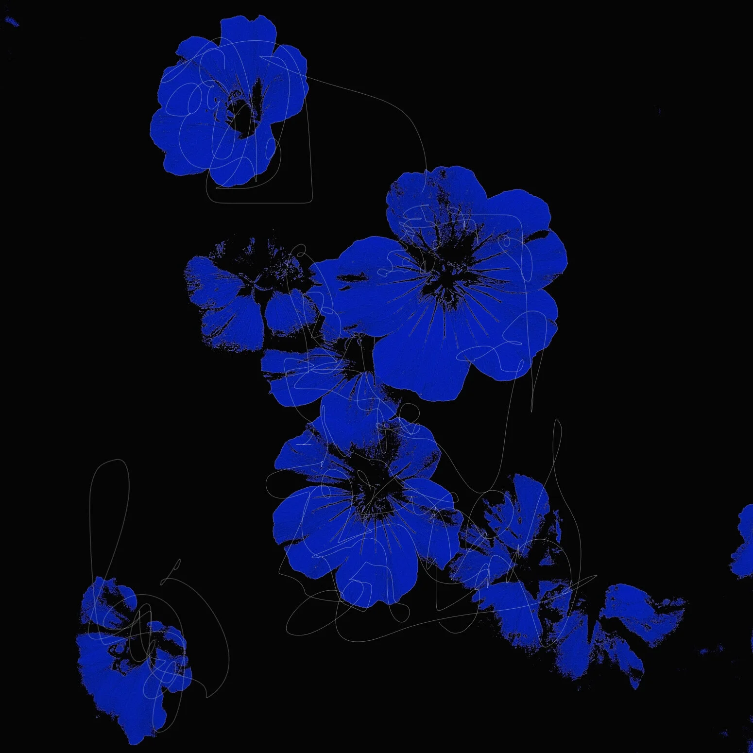 Rose of Sharon 2.22.20 .jpg