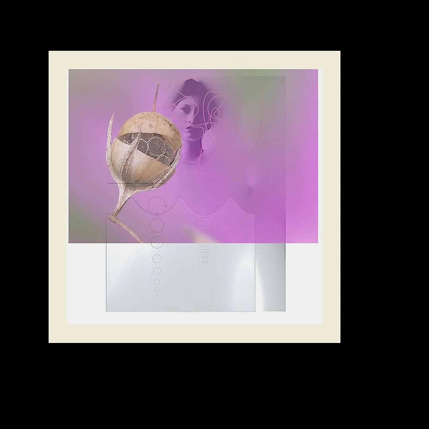 Pristine w:Anagallis(pimpernel) 2.1.20 .jpg