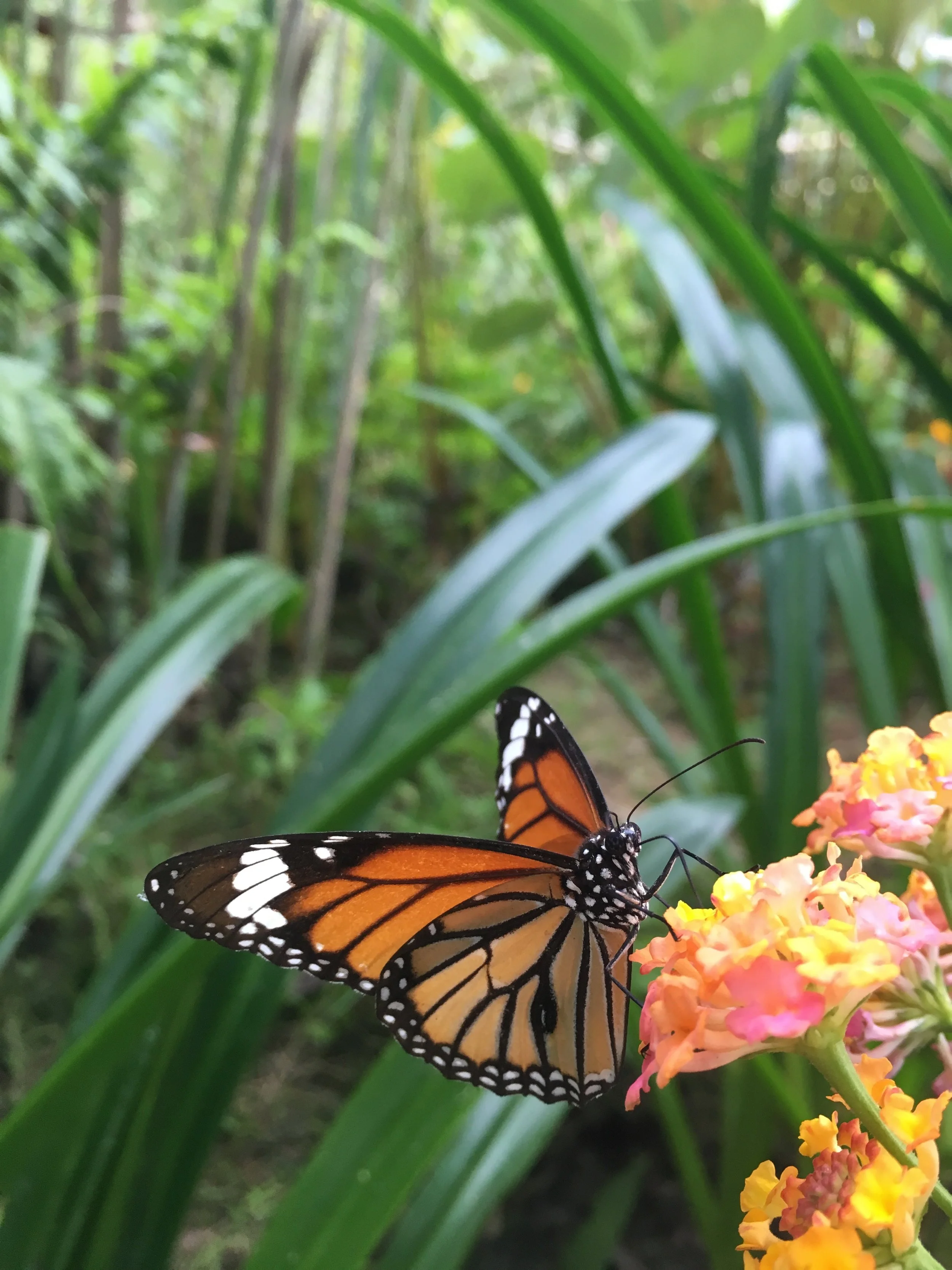 Butterfly Park | © Regina Beach
