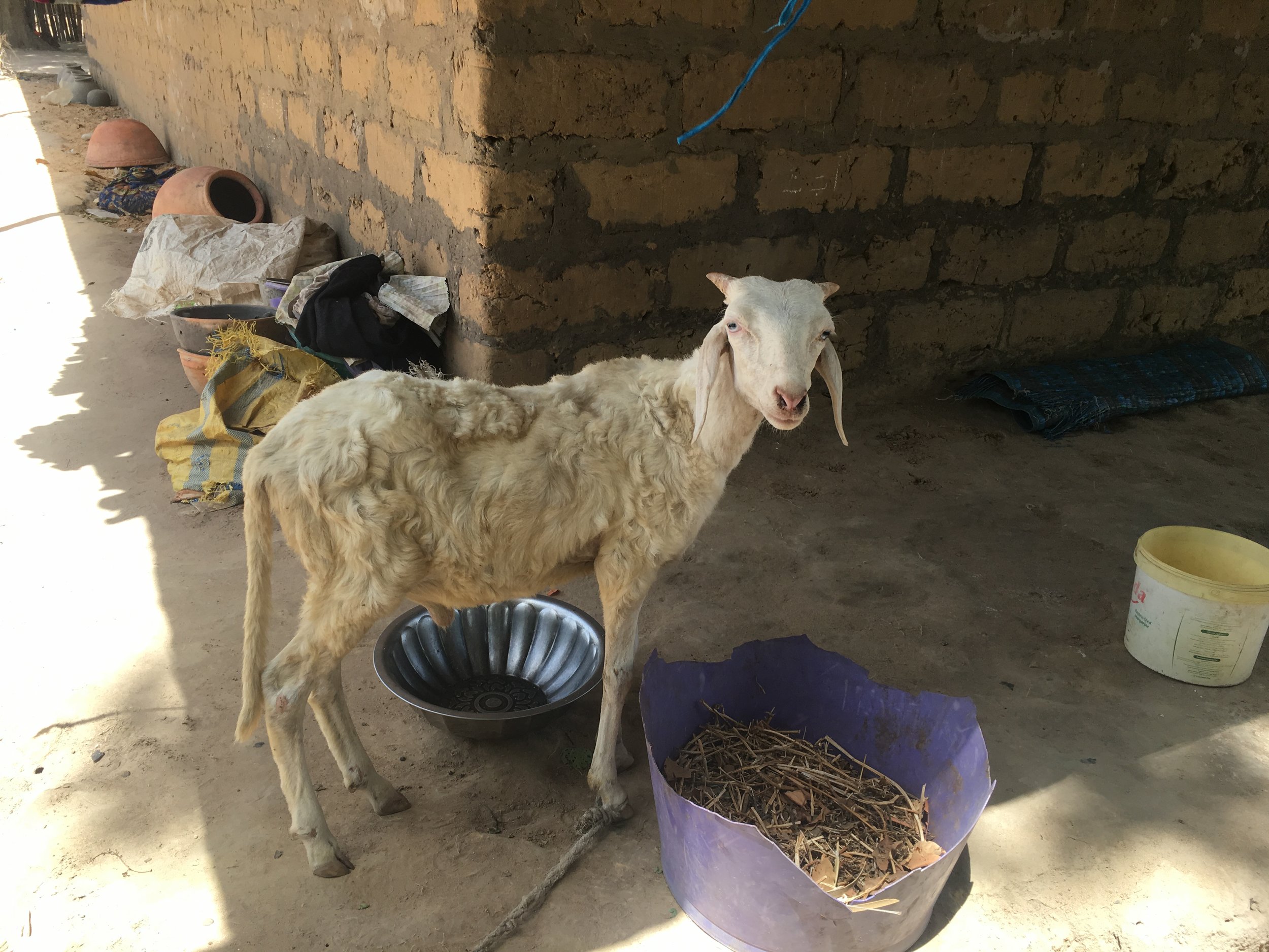 A sheep hangs out under the eaves of a house in Casamance.