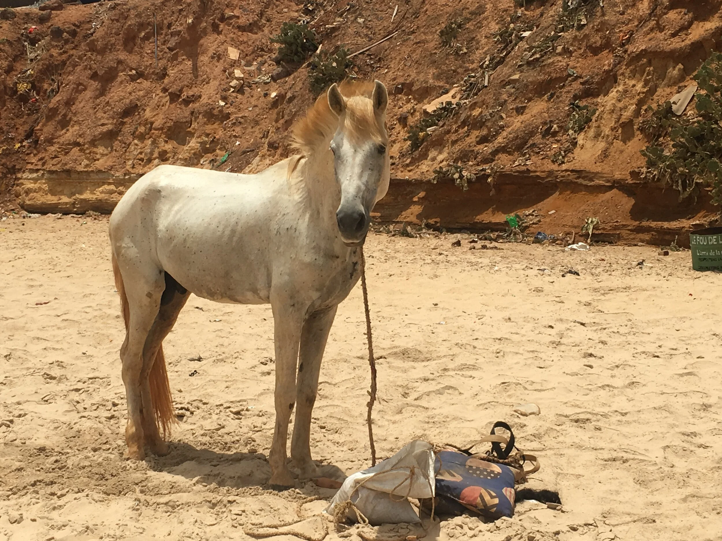 Senegalese Live Stock