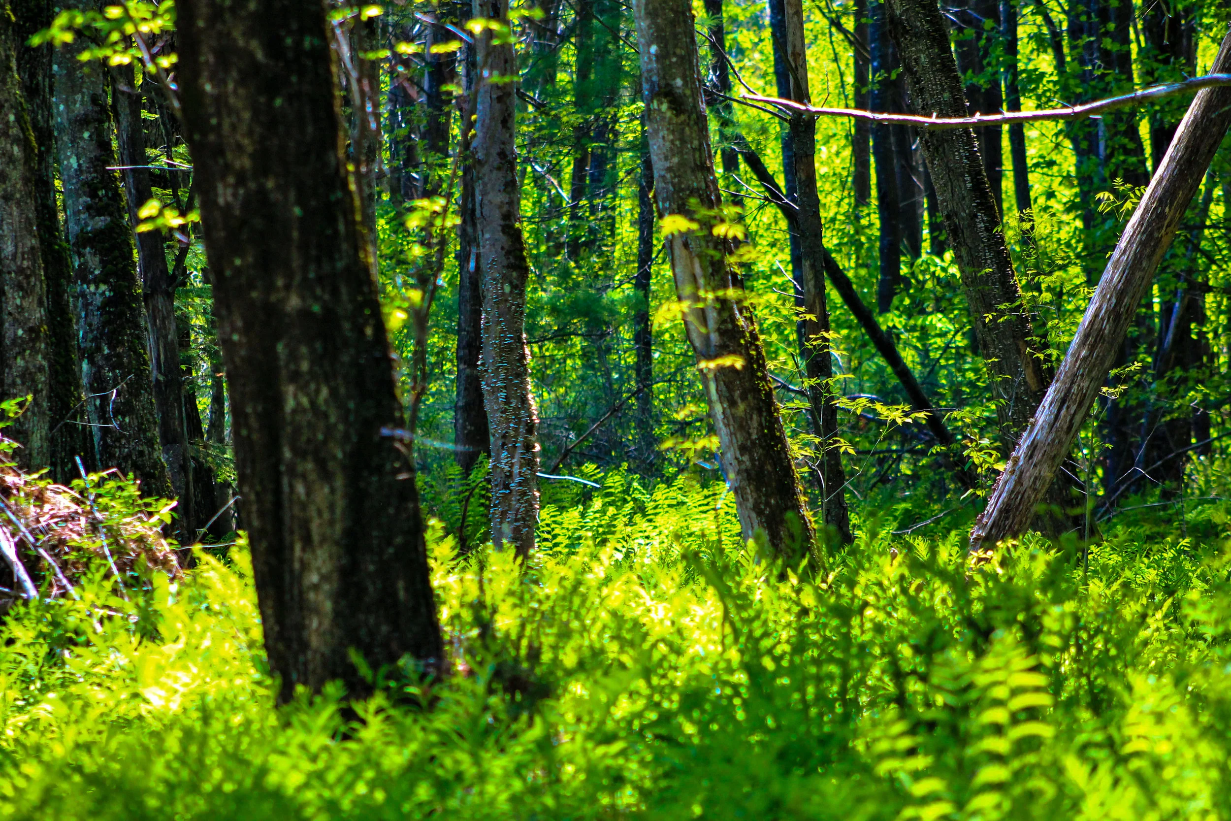 Medway to 10 miles north of Patten, ME