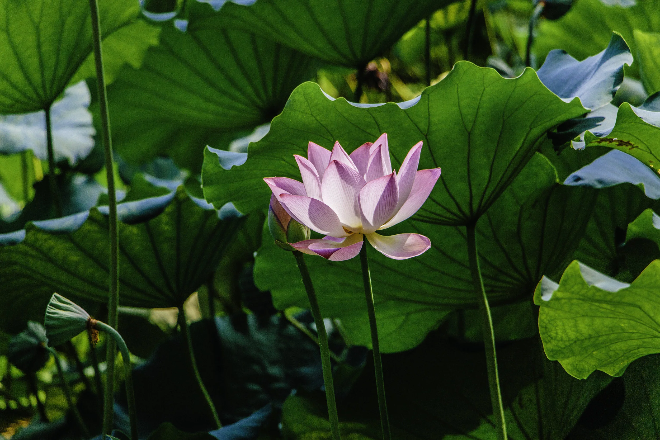 The Lotus Project: Tackling Laos' Sex Trafficking Problem