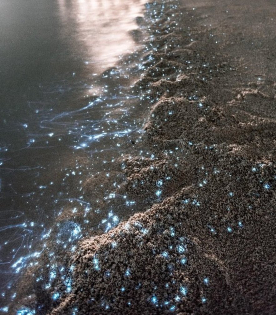 Bioluminescence 