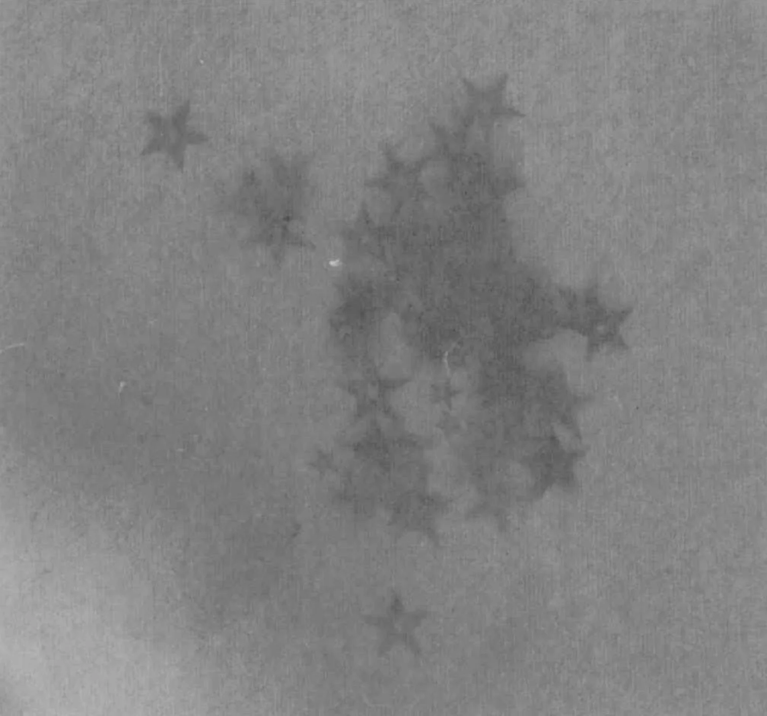 Cluster, photogram on handmade indigo dyed paper 2009, Greyfriars Municipal Gallery, Waterford