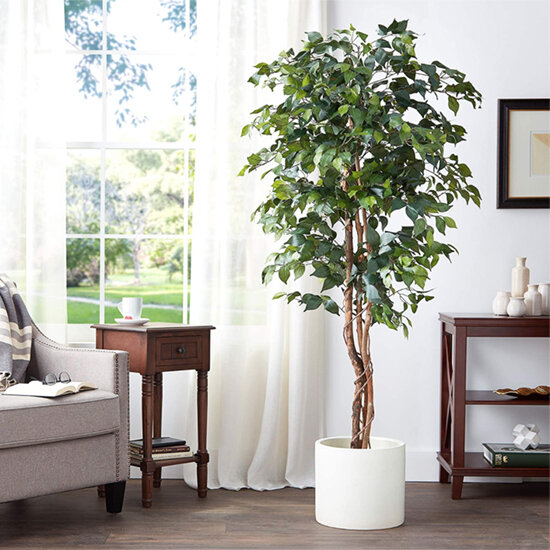 Amazon Ficus.jpg