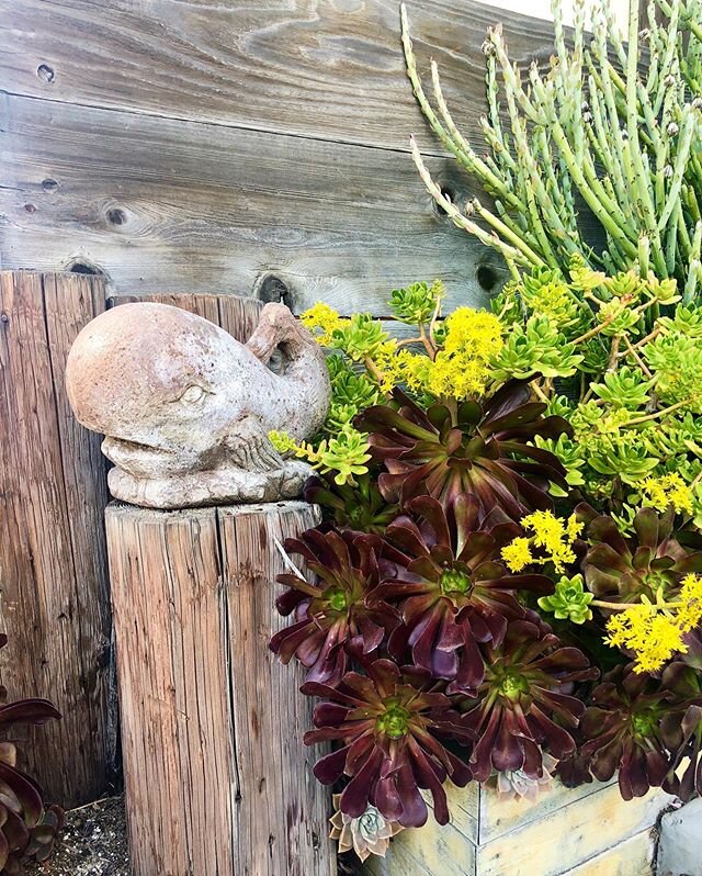 When word on the street is you&rsquo;re a plant killer 🙋🏽&zwj;♀️, succulents are your sure fire way of turning your reputation around! Not only are they drought tolerant 🌎💚, but they&rsquo;re also low maintenance &mdash; a ➕ for a short-term rent