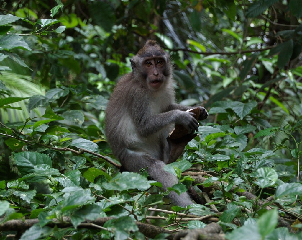 Bali Monkey