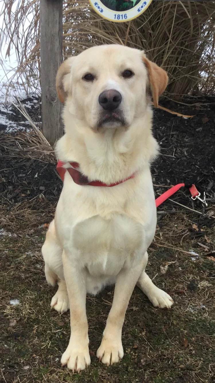 Sampson.jpg