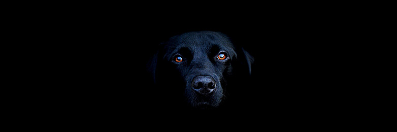 scary dog.jpg