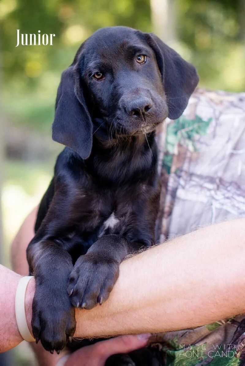 Hound-junior.jpg