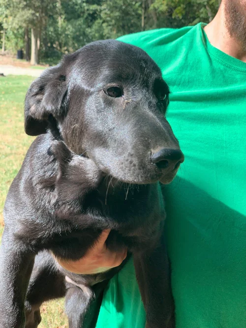 AVAILABLE FOR ADOPTION IN NEW ENGLAND — Lucky Lab Rescue