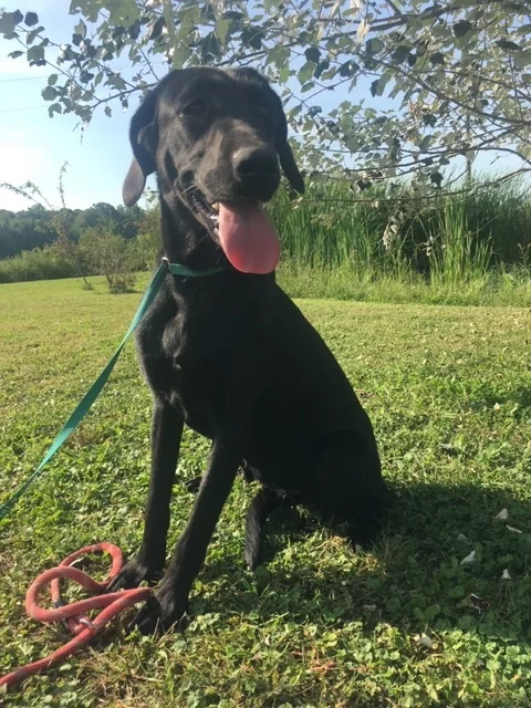 AVAILABLE FOR ADOPTION IN NEW ENGLAND — Lucky Lab Rescue