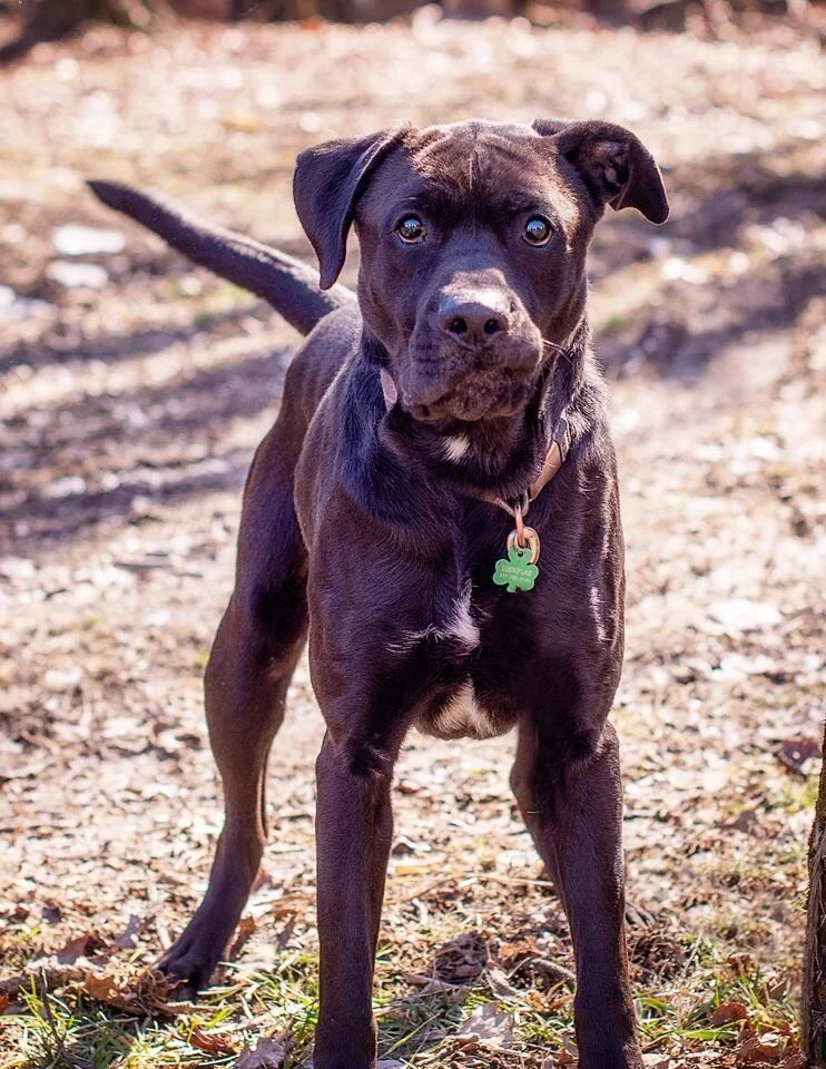 AVAILABLE FOR ADOPTION IN THE MIDWEST — Lucky Lab Rescue