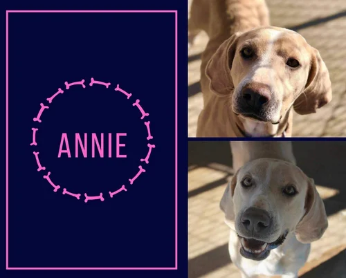 Available For Adoption In New England Lucky Lab Rescue