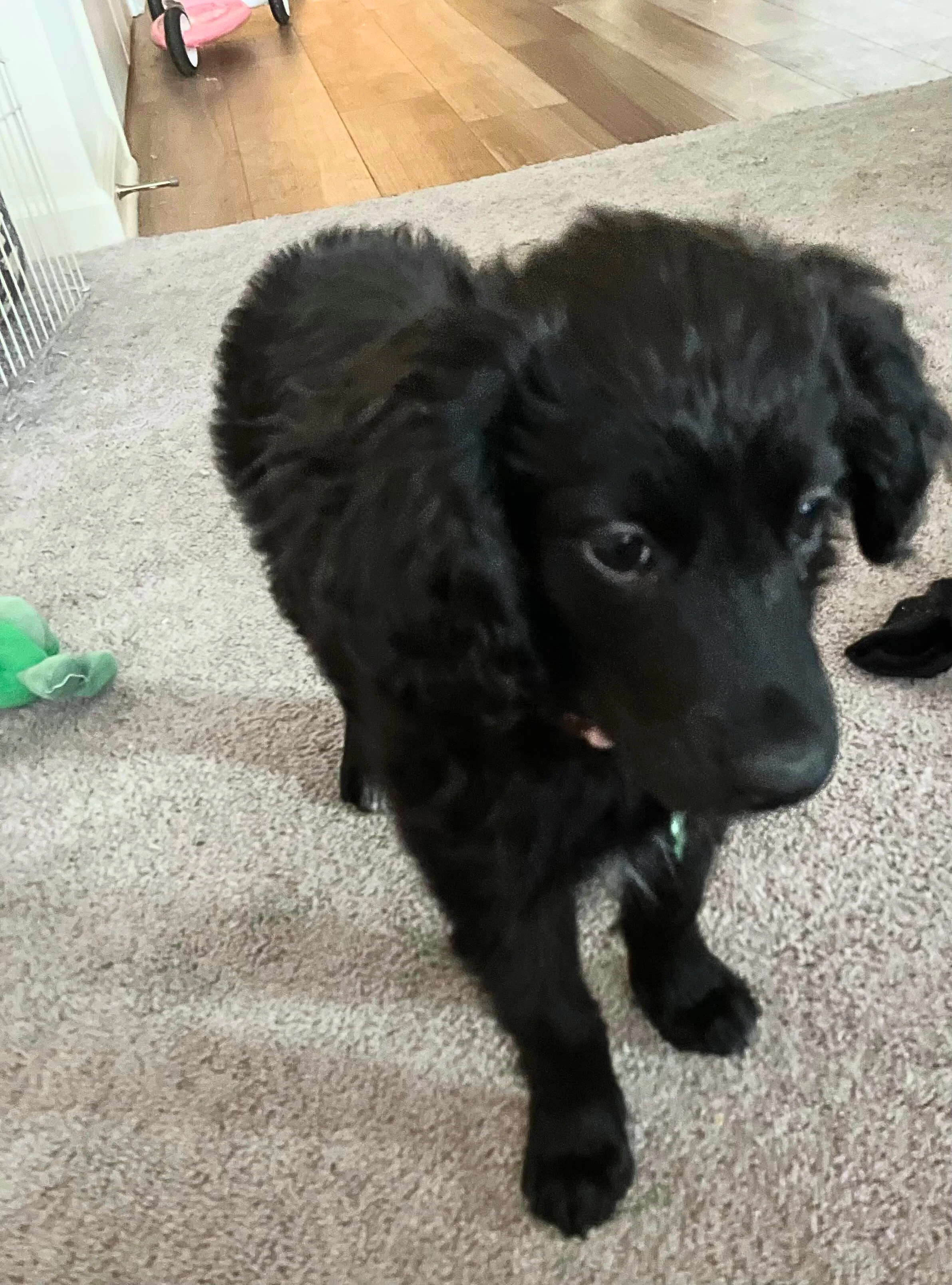AVAILABLE FOR ADOPTION IN THE MIDWEST — Lucky Lab Rescue