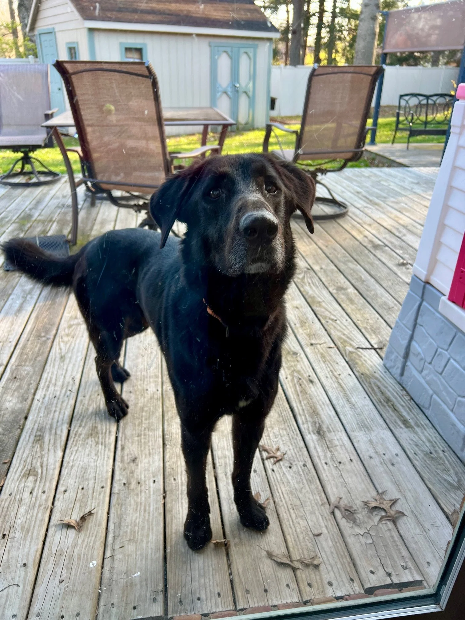 AVAILABLE FOR ADOPTION IN THE MIDWEST — Lucky Lab Rescue