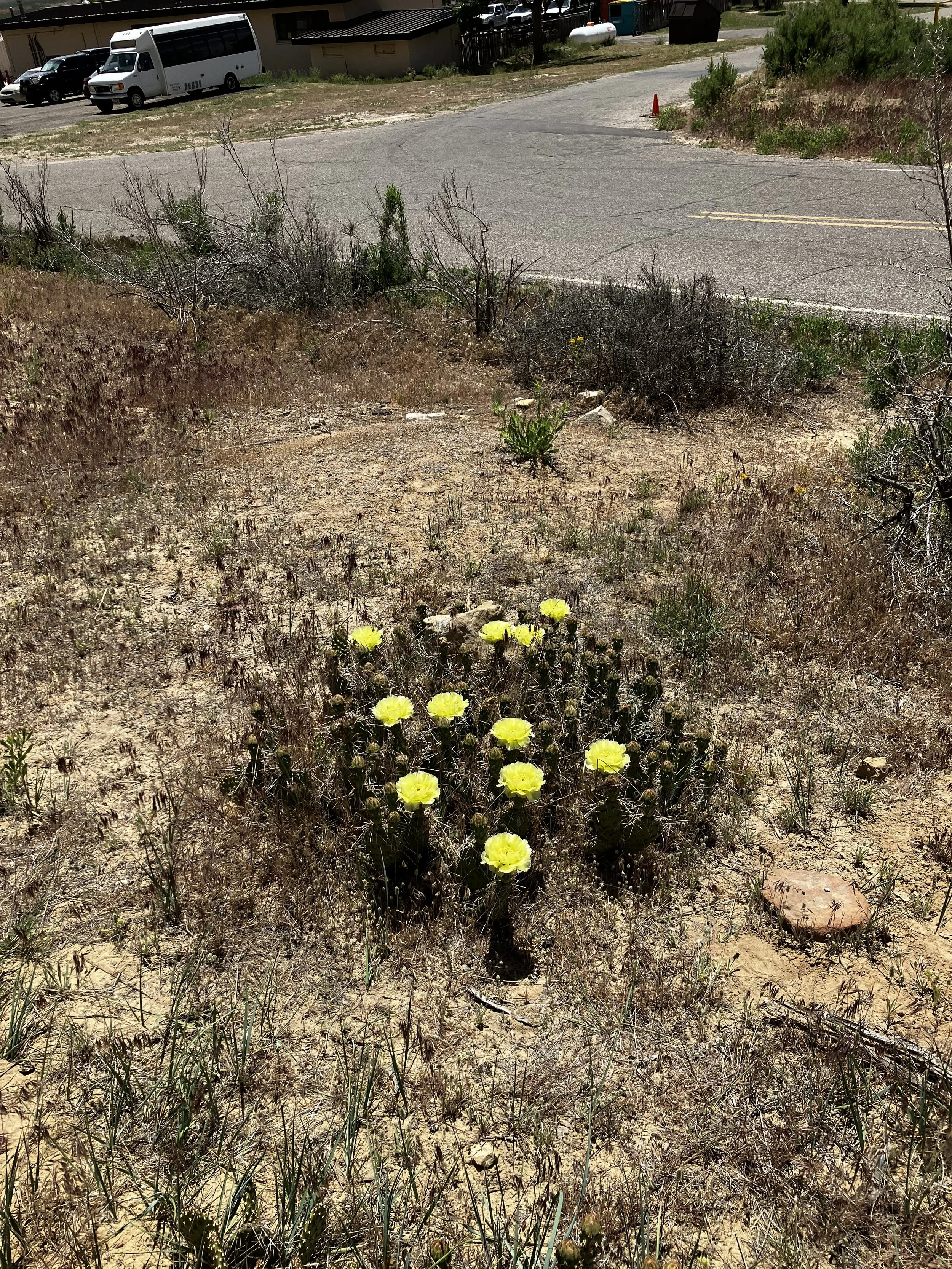 IMG_1047.jpeg