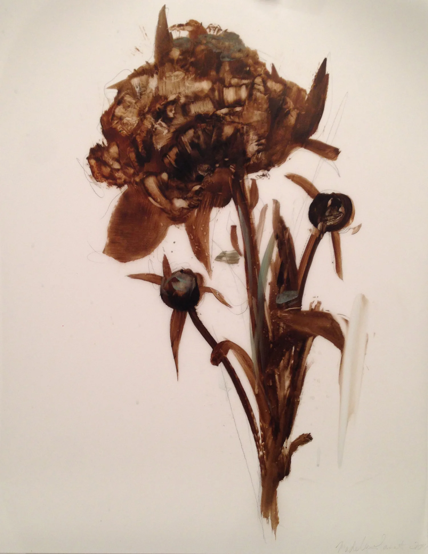 Coco Peony with Two Buds, oil on mylar, 24 x 18 in.