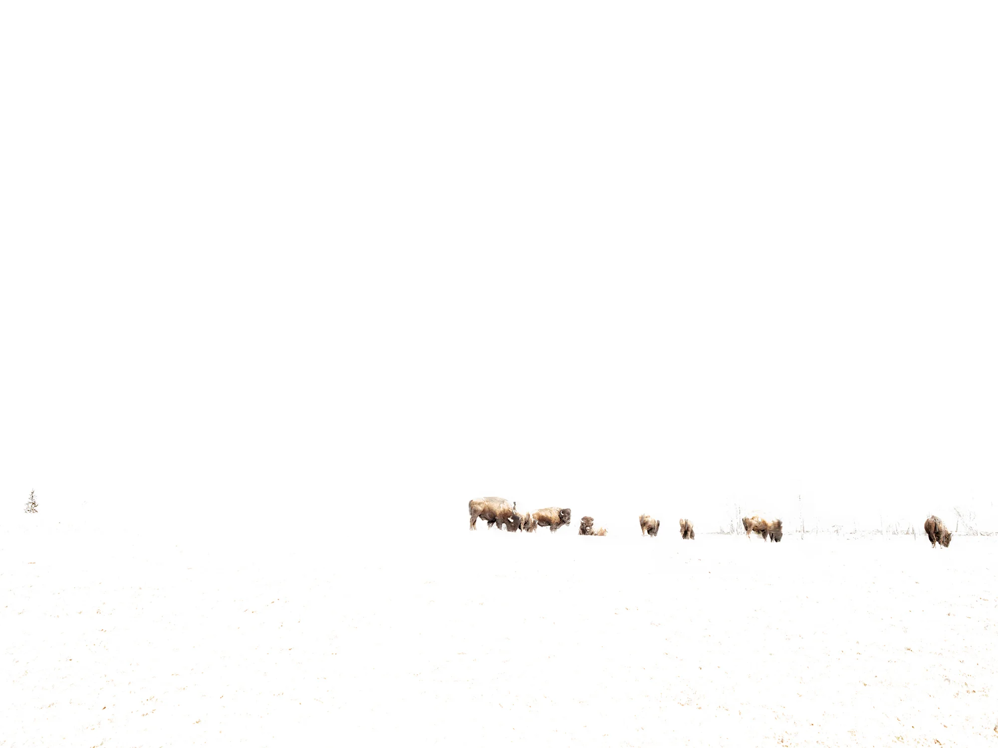 Buffalo Grazing in the Positive, ed. 2/5, archival inkjet, 30 x 40 in.