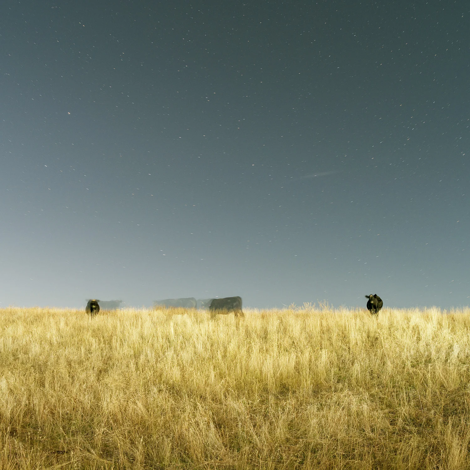 Right to Left Under Stars, ed. 1/5, archival inkjet, 30 x 30 in.