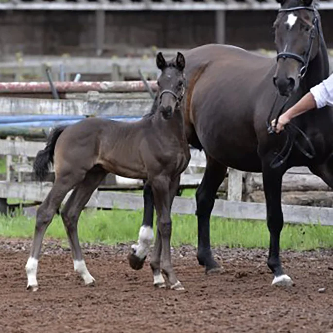 Foal1.jpg
