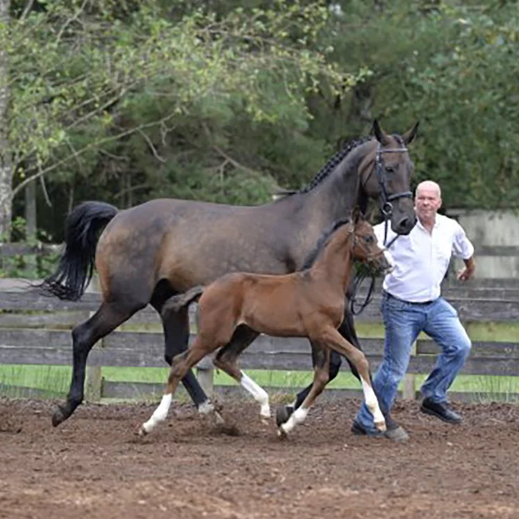 Foal2.jpg