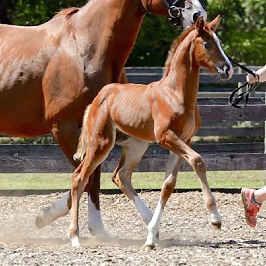Foal5.jpg
