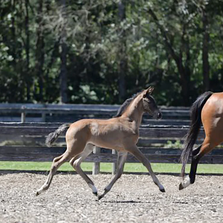 Foal7.jpg