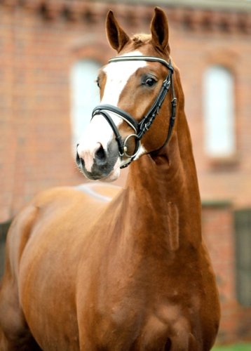 BonBalou4.jpg
