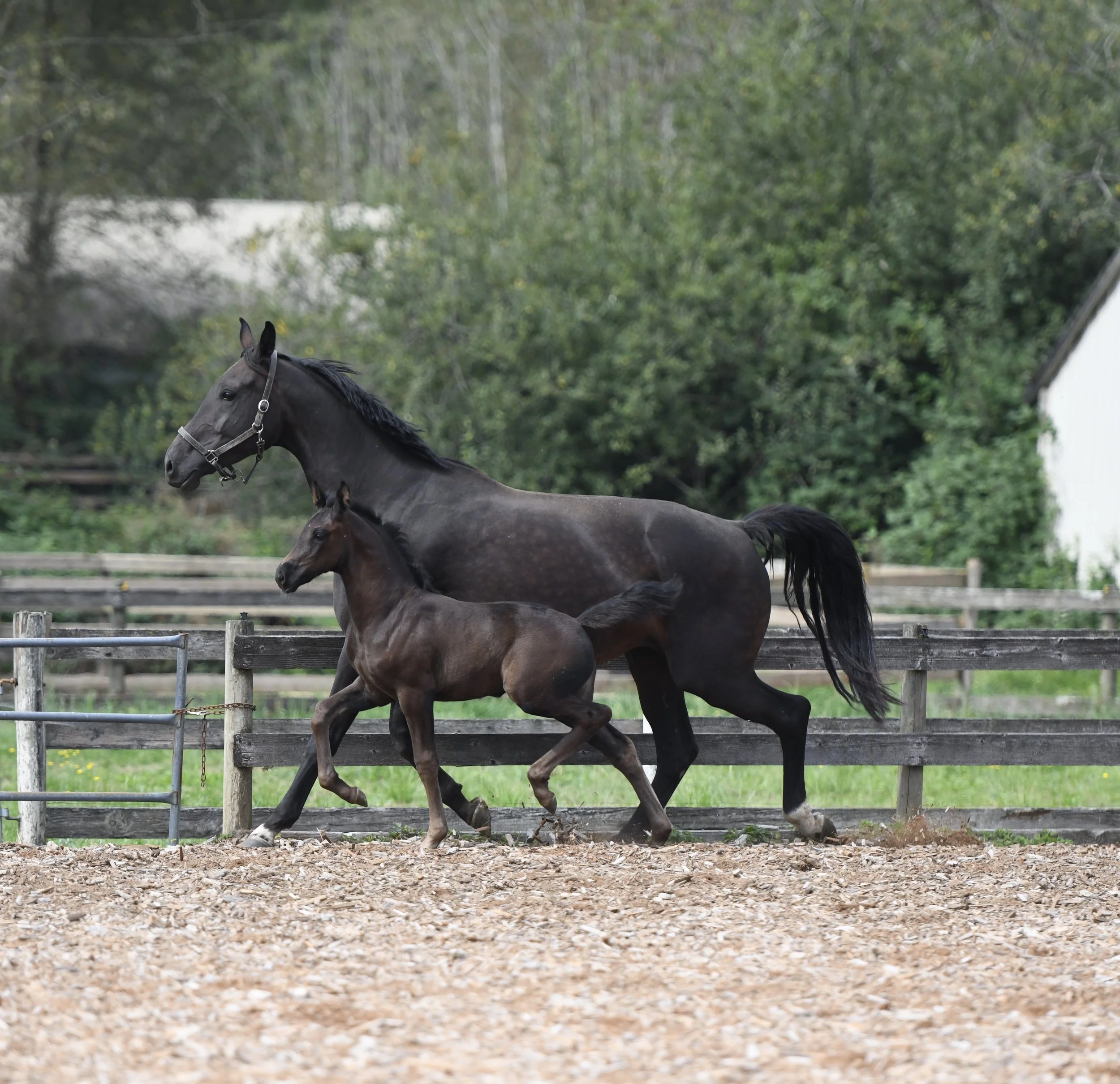 Fall sale of young horses