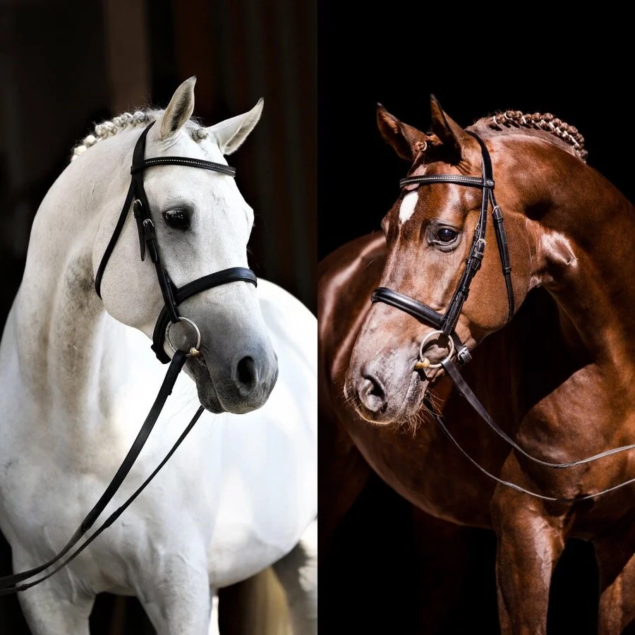 2021 Stud Fees and November Early bird specials