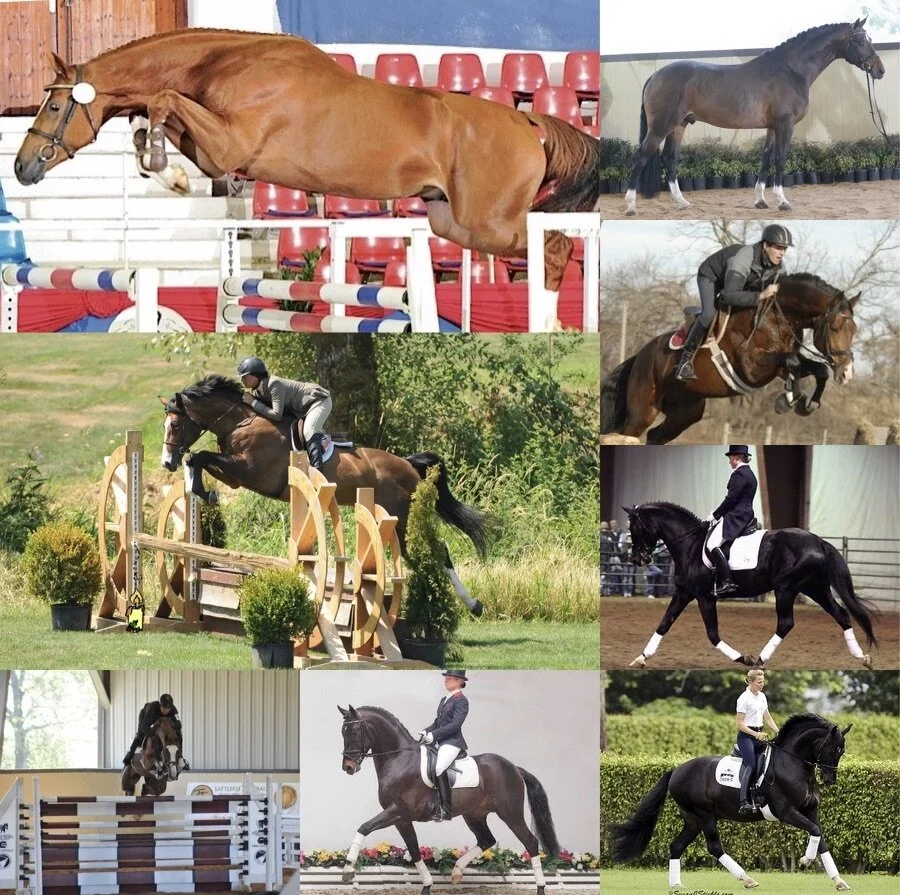 Black Friday Cyber Monday Sale