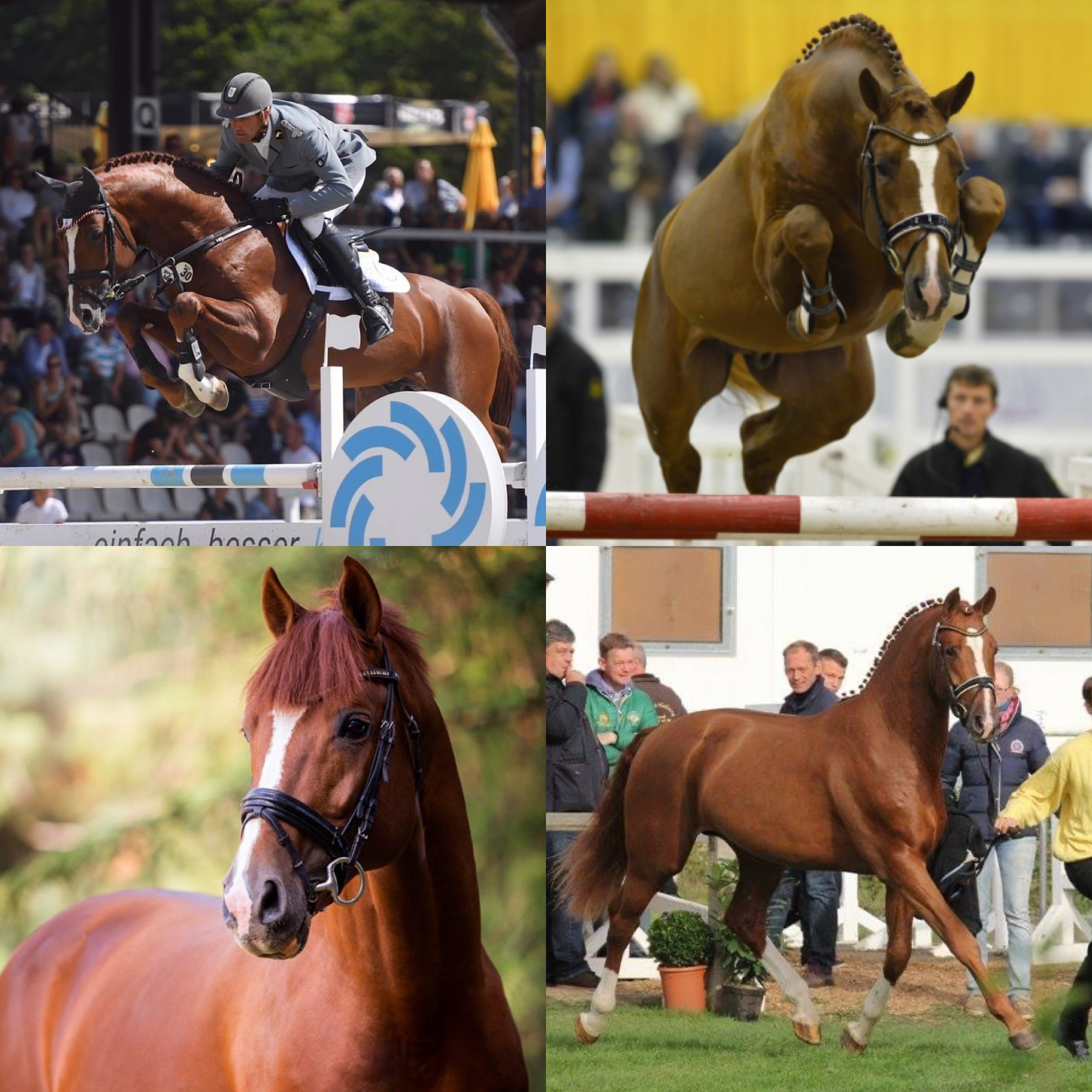 Dreamscape Farm Welcomes Light My Fire!!!